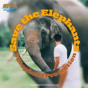 Elephant Sanctuaries in Bangkok