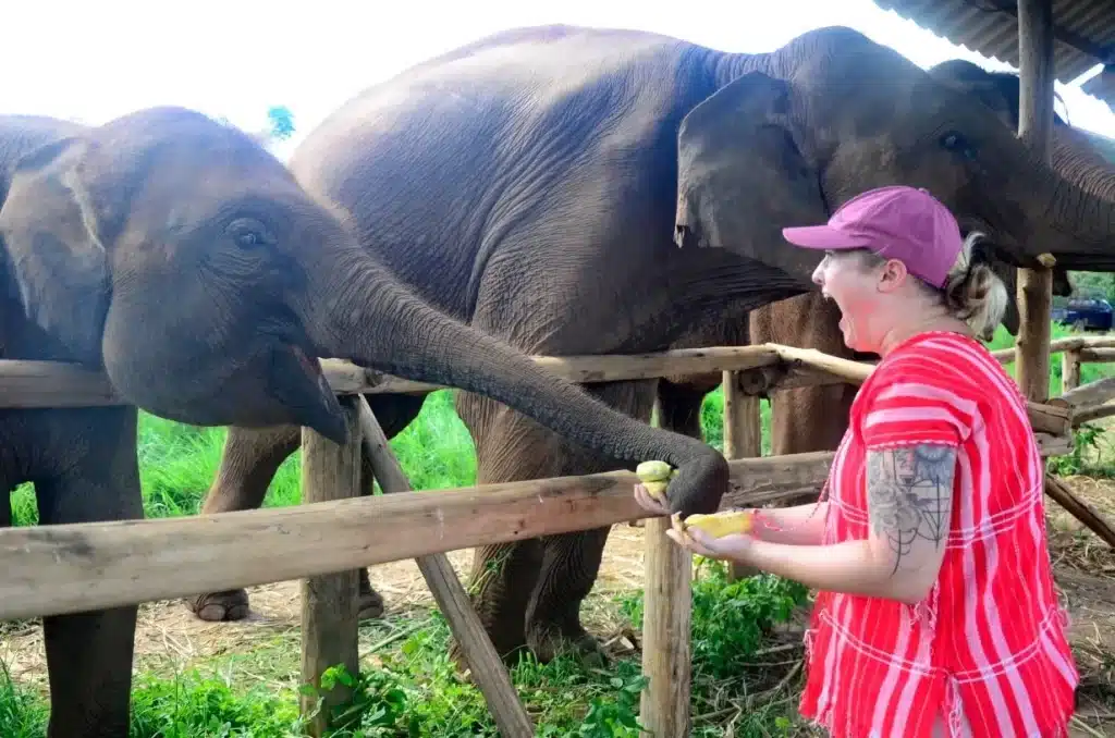Feeding-the-Elephants2